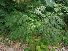 Amorphophallus