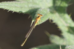 Ischnura fluviatilis