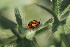 Stiretrus decastigmus