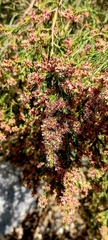 Passerina truncata