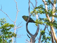 Enicognathus ferrugineus