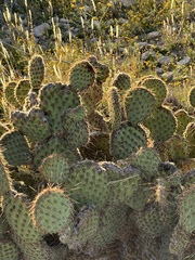 Opuntia strigil