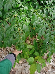 Amorphophallus