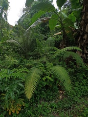 Sphaerostephanos polycarpos