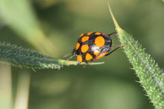 Stiretrus decastigmus