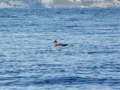 Stercorarius chilensis