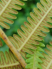 Sphaerostephanos polycarpos