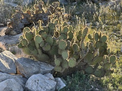Opuntia strigil