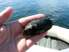 Mytilus chilensis