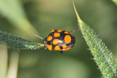 Stiretrus decastigmus