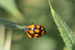 Stiretrus decastigmus