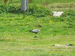 Theristicus melanopis