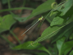 Ceriagrion