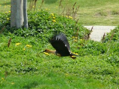 Theristicus melanopis