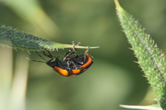 Stiretrus decastigmus