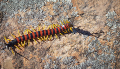 Scolopendra morsitans