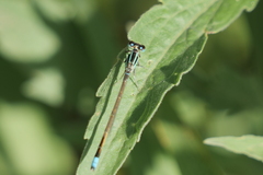 Ischnura fluviatilis