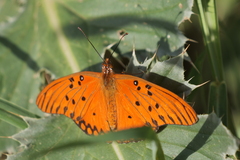 Dione vanillae maculosa