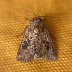 Mythimna languida