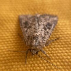 Mythimna languida