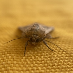 Mythimna languida