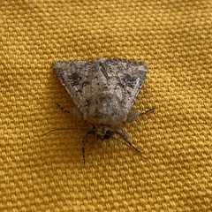 Mythimna languida