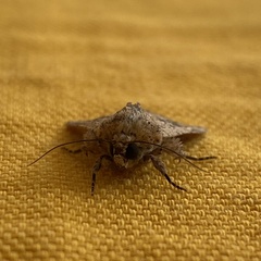 Mythimna languida