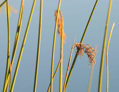 Schoenoplectus californicus