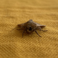 Mythimna languida
