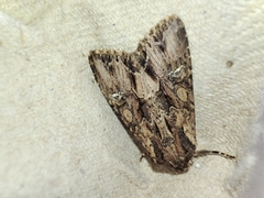 Mniotype occidentalis