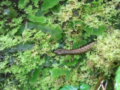 Sphenomorphus puncticentralis