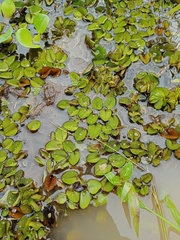 Salvinia molesta