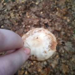 Rhodocollybia butyracea