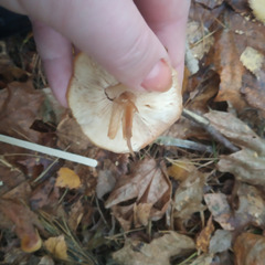 Rhodocollybia butyracea