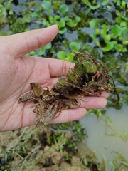 Salvinia molesta