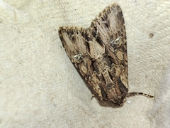 Mniotype occidentalis