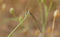 Coenagrion caerulescens