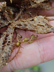 Salvinia molesta