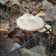 Rhodocollybia butyracea