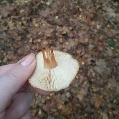 Rhodocollybia butyracea