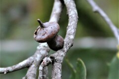 Heteroecus sanctaeclarae