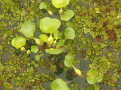 Aethriamanta brevipennis