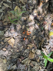 Cantharellus coccolobae