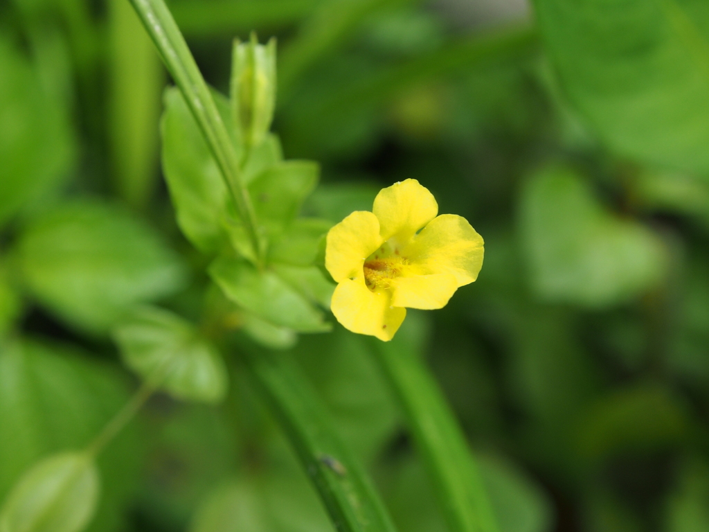 Erythranthe nepalensis (Erythranthe nepalensis)