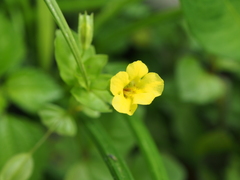 Erythranthe nepalensis