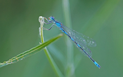 Coenagrion caerulescens