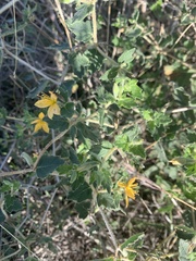 Mentzelia oligosperma