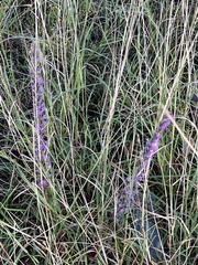 Liatris