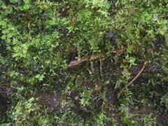 Sphenomorphus puncticentralis