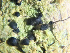 Bacidia schweinitzii